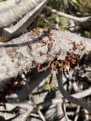 Arceuthobium cyanocarpum