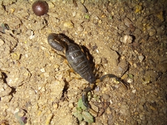 Uroplectes olivaceus