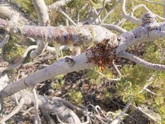 Arceuthobium cyanocarpum