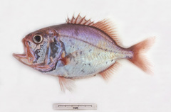 Gephyroberyx darwinii