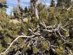 Arceuthobium cyanocarpum