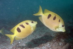 Siganus trispilos