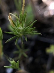 Leptosiphon acicularis