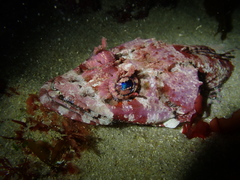 Thysanophrys cirronasus