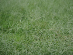 Digitaria heterantha