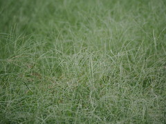 Digitaria heterantha