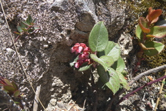 Gaultheria glomerata