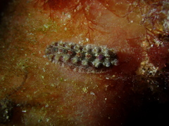 Acanthochitona bednalli