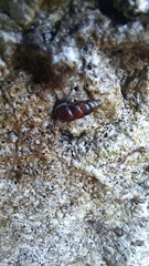 Chondrina avenacea