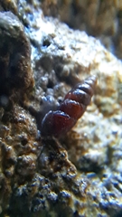 Chondrina avenacea