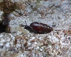 Chondrina avenacea