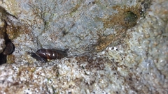 Chondrina avenacea