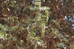 Polylepis sericea