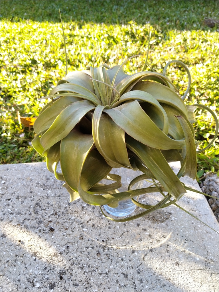 Tillandsia Xerographica