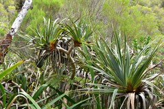 Pandanus montanus