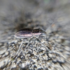 Naupactus tremolerasi