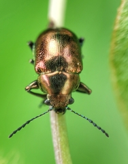 Colasposoma