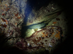 Acanthistius serratus