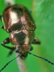 Colasposoma