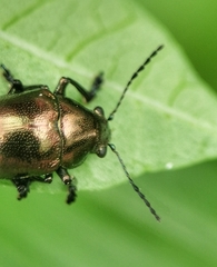 Colasposoma
