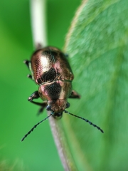 Colasposoma