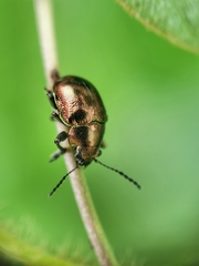 Colasposoma