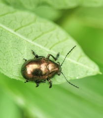 Colasposoma