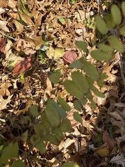Robinia pseudoacacia