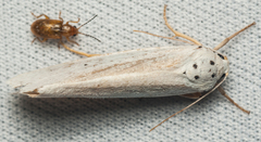 Ilemodes astriga