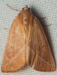 Terpnostola ardescens