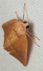 Terpnostola ardescens