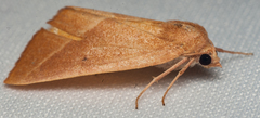 Terpnostola ardescens