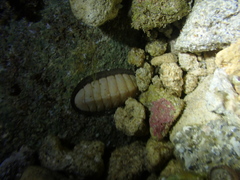 Ischnochiton contractus