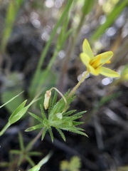 Leptosiphon acicularis