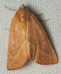 Terpnostola ardescens