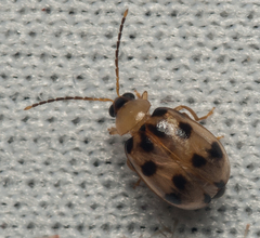 Afromaculepta decemmaculata