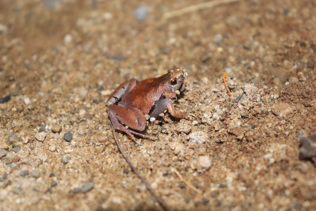 Microhyla gadjahmadai