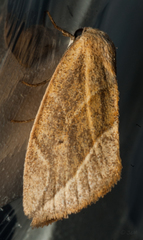 Neaxestis acutangula