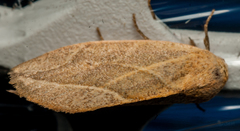 Neaxestis acutangula