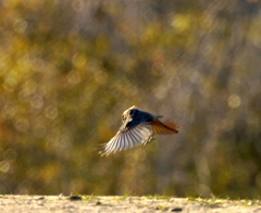 Phoenicurus ochruros