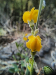 Thermopsis