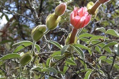Passiflora trifoliata