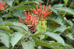 Isertia coccinea