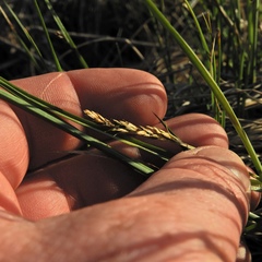 Carex prairea