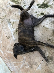 Canis familiaris