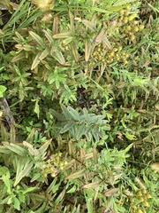 Hypericum sphaerocarpum