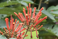 Isertia coccinea