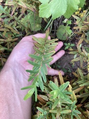 Hypericum sphaerocarpum