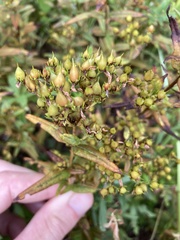 Hypericum sphaerocarpum