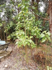 Smallanthus pyramidalis